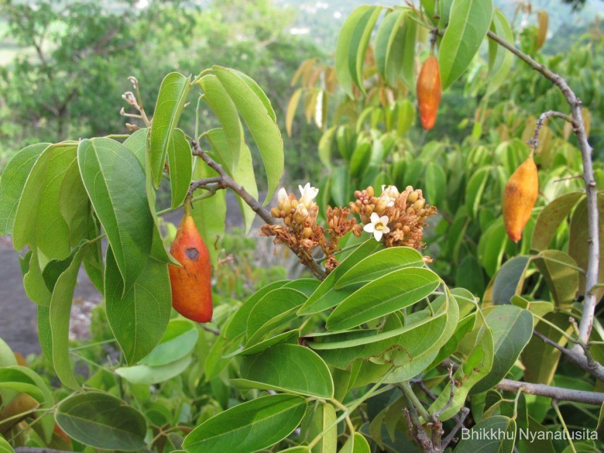 Connarus monocarpos L.